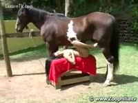 Zoo Sex - Mustang fucking a slut under the sun